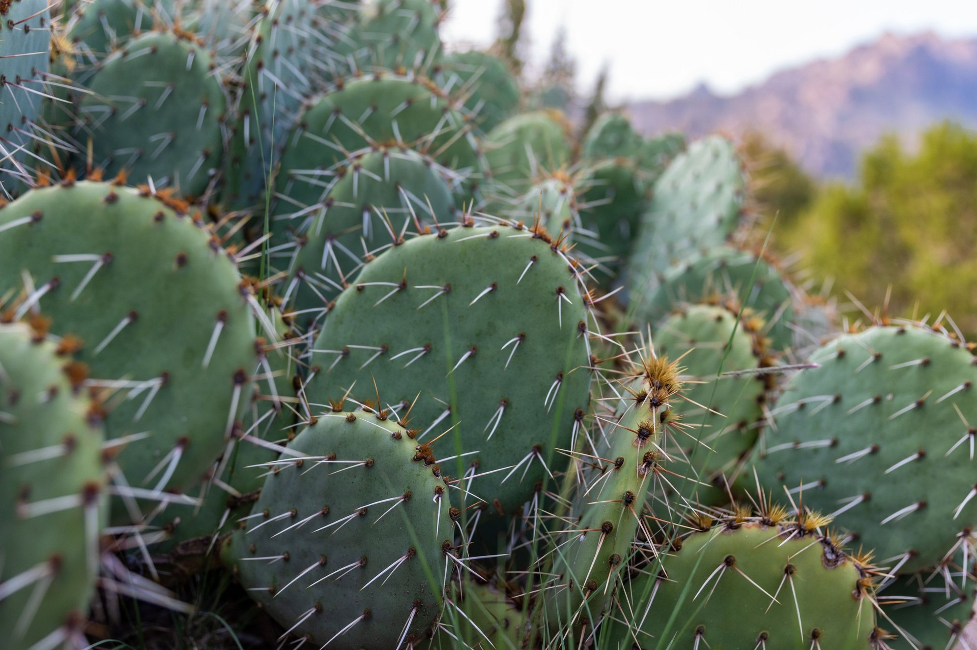 Prickly Pear Cacti in the foothills of the Sandia Mountains, Albuquerque, New Mexico