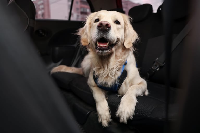 Cute labrador retriever in car